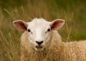 The weird sheep that baffled scientists