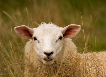 The weird sheep that baffled scientists