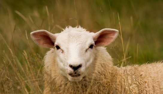 The weird sheep that baffled scientists