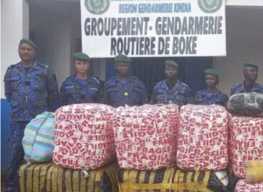 Boké : 478,5 kg de chanvre indien saisis par la gendarmerie