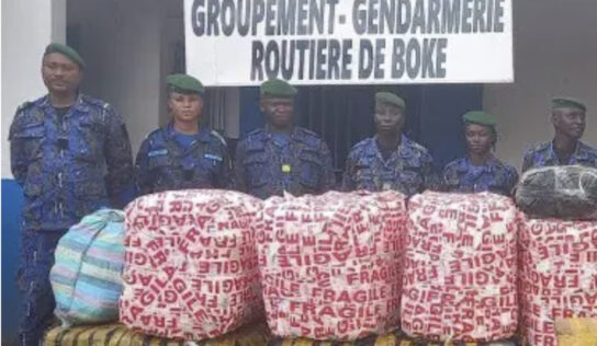 Boké : 478,5 kg de chanvre indien saisis par la gendarmerie