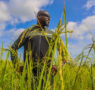 Agriculture : le budget est passé de 600 milliards à 1 900 milliards GNF